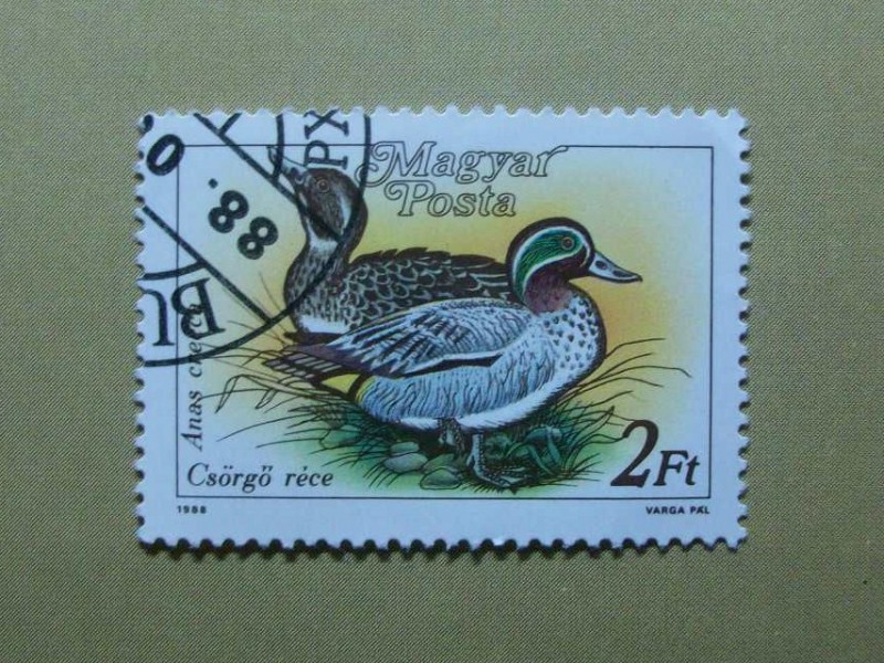 Patos. (Anas Crecca).