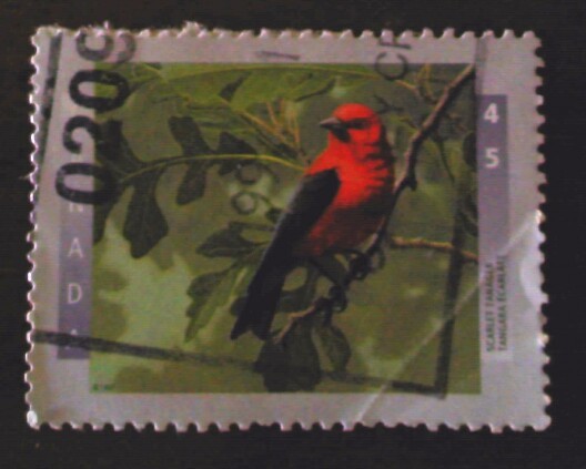 Scarlet tanager