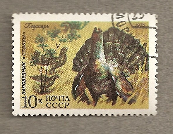 Pavo real
