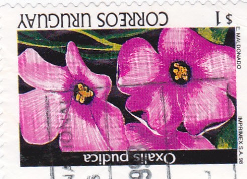 oxalis pudica