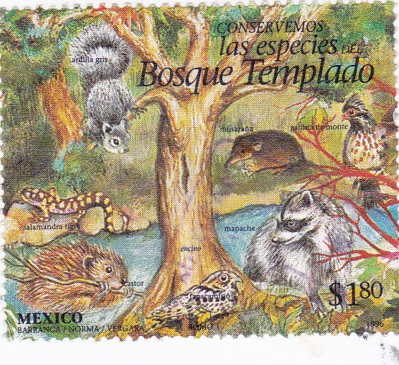 Bosque templado