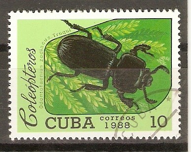 ODONTOTAENIUS  ZODIACUS  TRUQUI