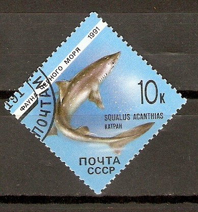 SQUALUS   ACANTHIAS