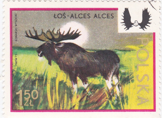 alce