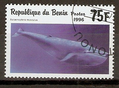 BELAENOPTERA   MUSCULUS