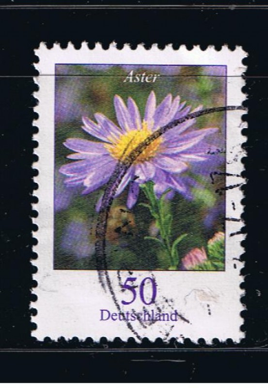 Aster