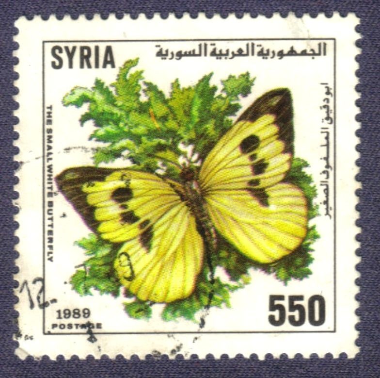 La pequeña mariposa blanca