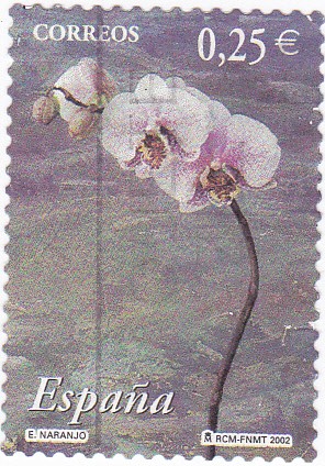 la flor y el paisaje