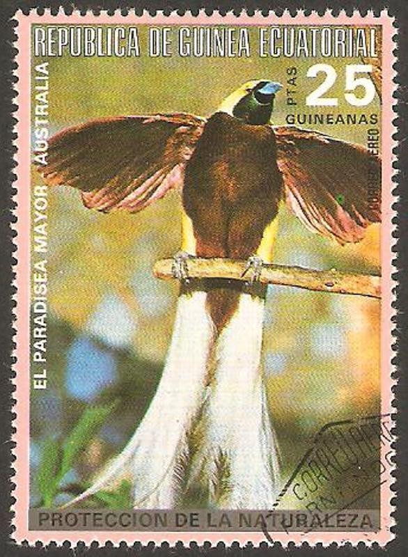 El paradisea mayor de Australia