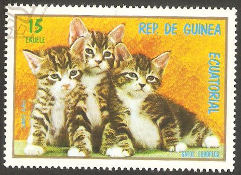 Gatos europeos