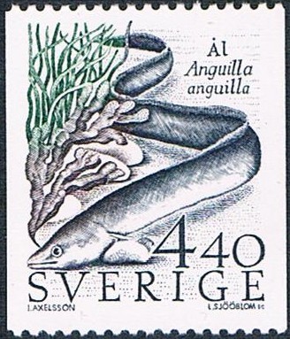 CONSERVACIÓN DE LA NATURALEZA. ANGILA COMÚN (ANGILLA ANGUILLA)