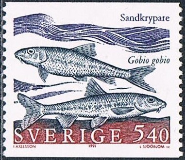 PECES. GOBIO (GOBIO GOBIO)