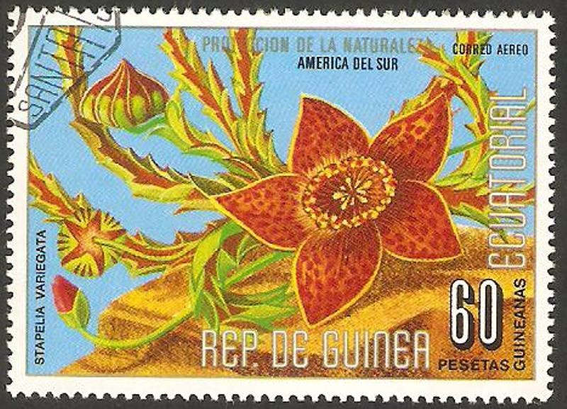 flor stapela variegata