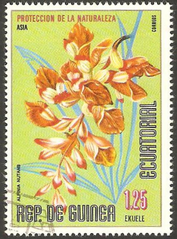 flor alpinia nutans