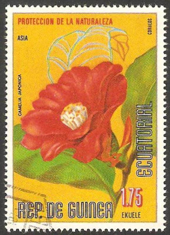 flor camelia japónica