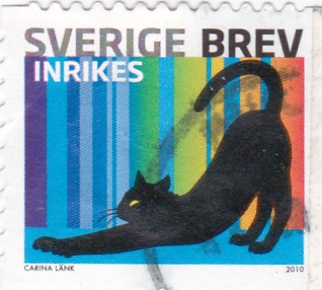 gato negro