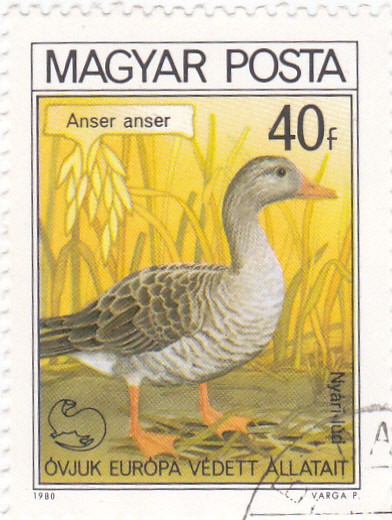 aves