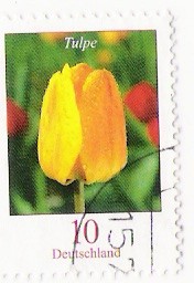 tulpe