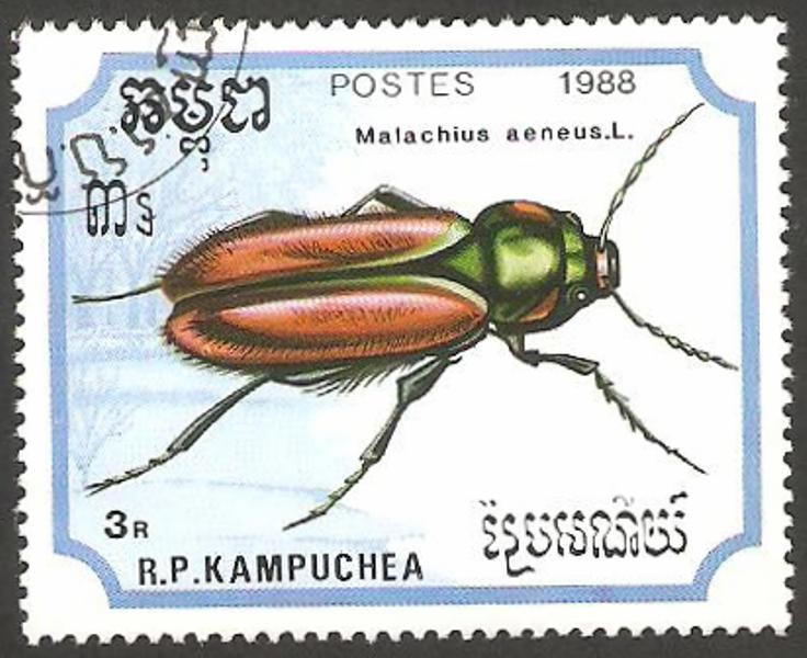malachius aeneus