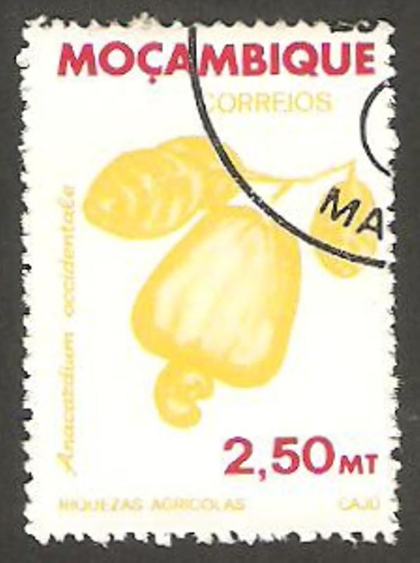 anarcardium occidentale