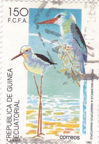 aves