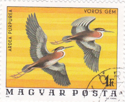 aves