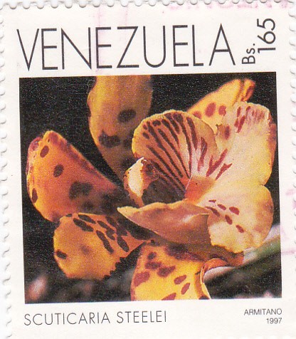 scuticaria steelei