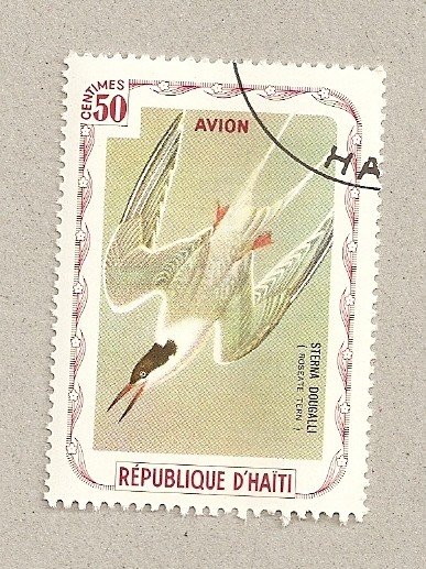Sterna dougalli