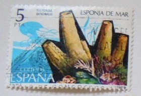 ESPONJA DE MAR