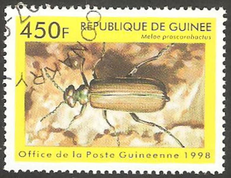 meloe proscarabactus