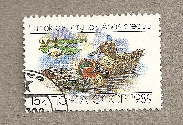 Ave Anas crecca