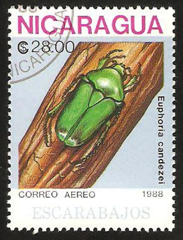 escarabajo euphoria candezei 