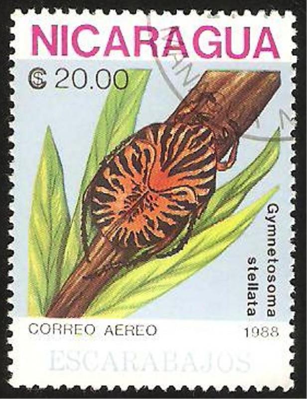 escarabajo gymnetosoma stellata