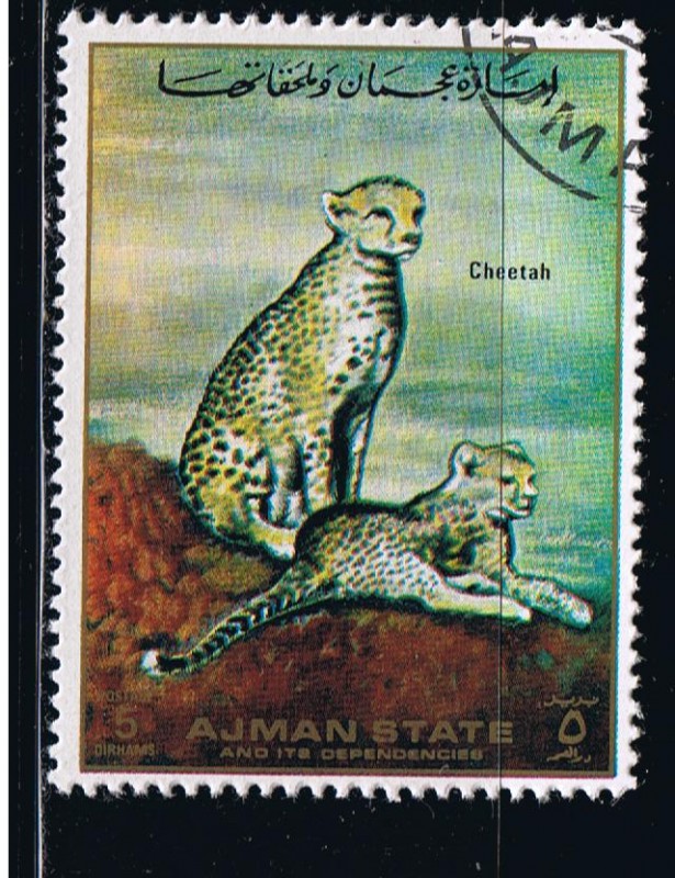 Cheetah
