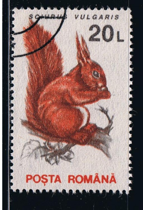 Sciurus vulgaris