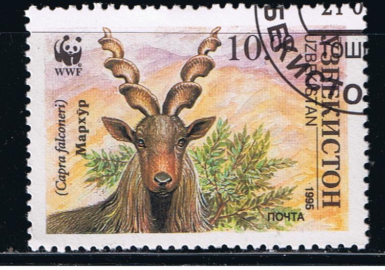 Capra falconeri