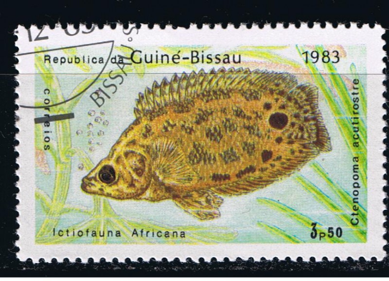 Ictiofauna africana.  Ctenopoma acutirostre