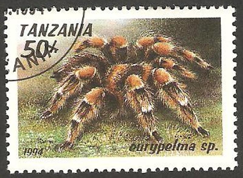 eurypelma