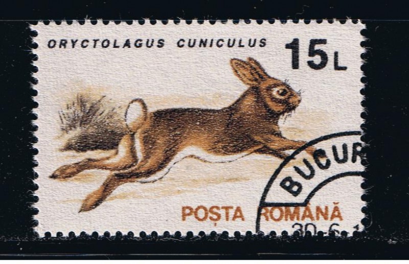 Oryctolagus cuniculus