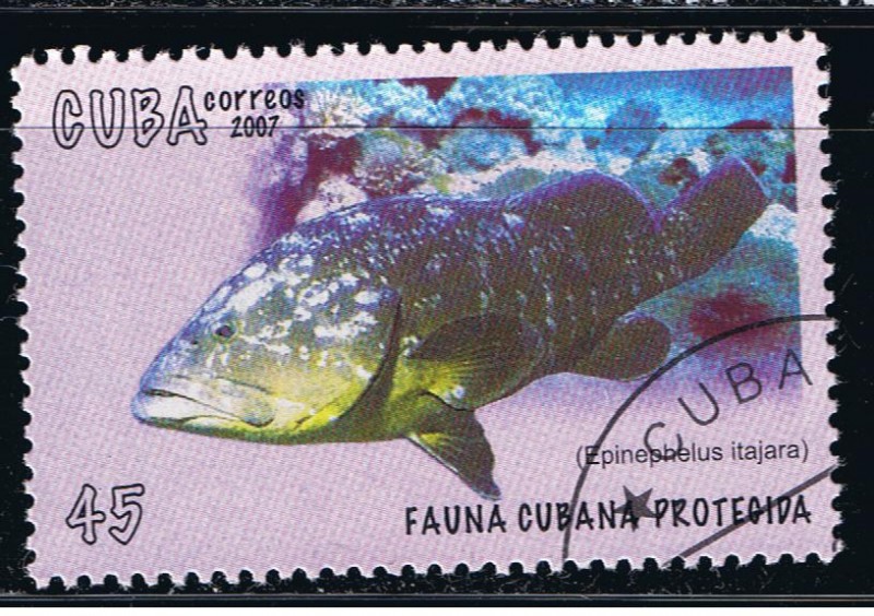 Fauna Cubana protegida  Epinephelus itajara