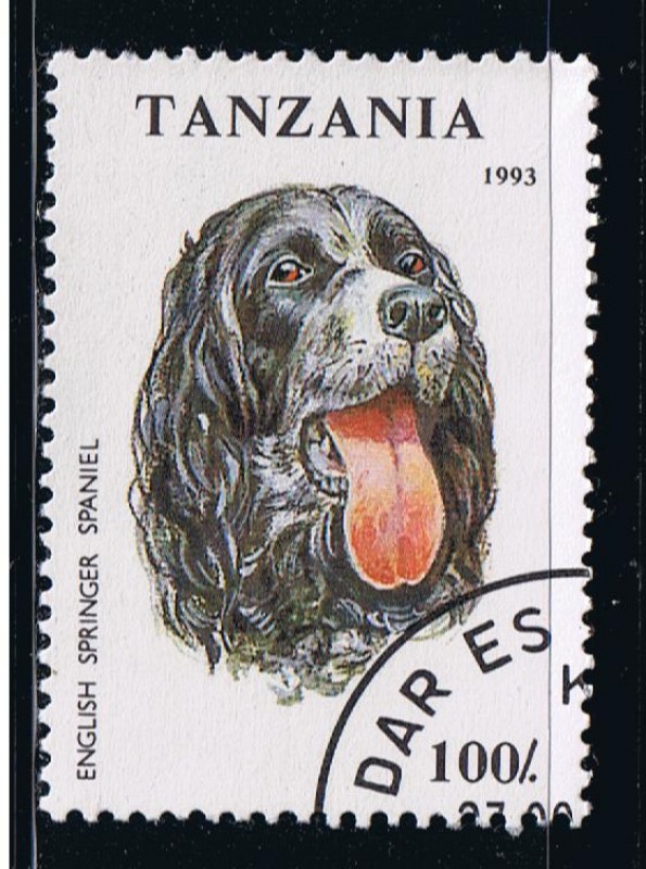 English springer spaniel