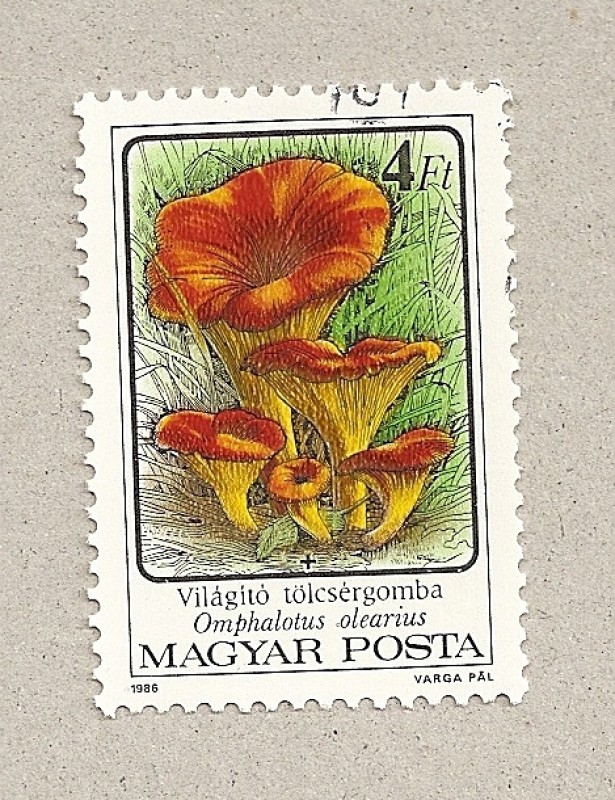 Seta Omphalus olearius