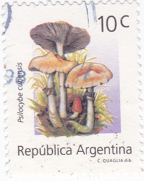 Psilocybe cubensis