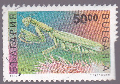 insectos- amantis religiosa