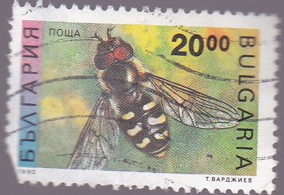 insectos- abeja