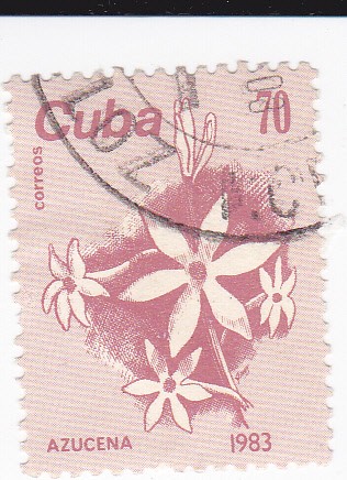 flores-azucena