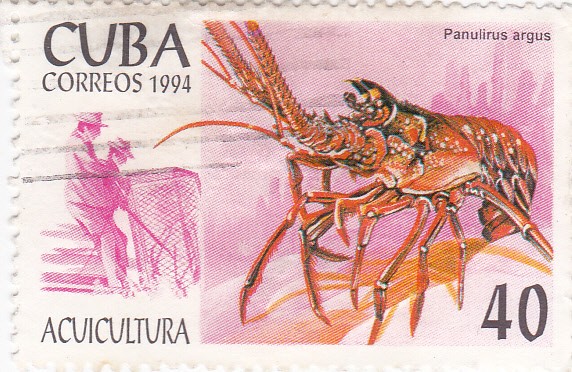 Acuicultura- Panulirus argus