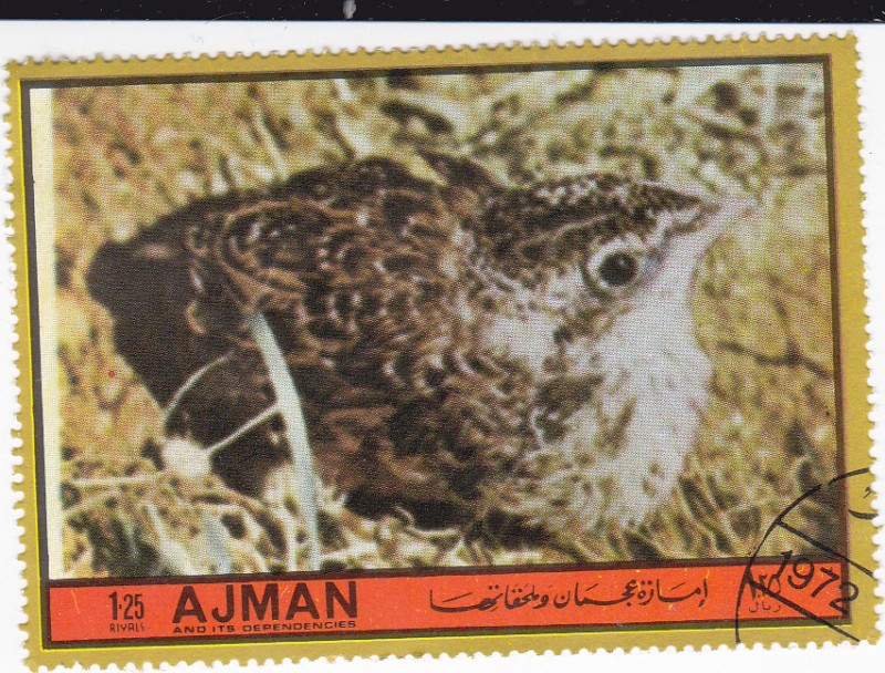 aves