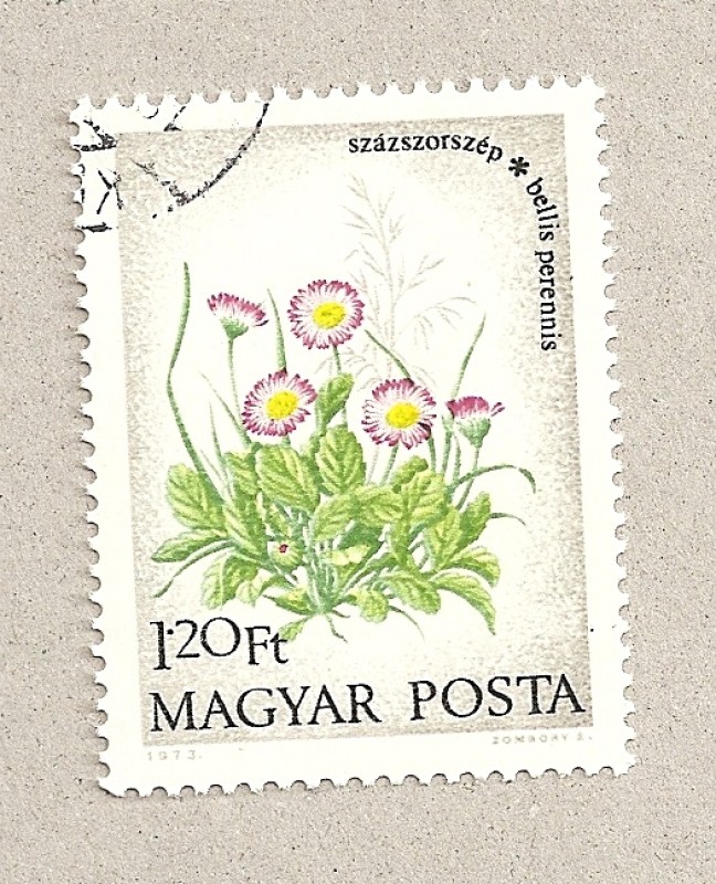 Bellis perennis
