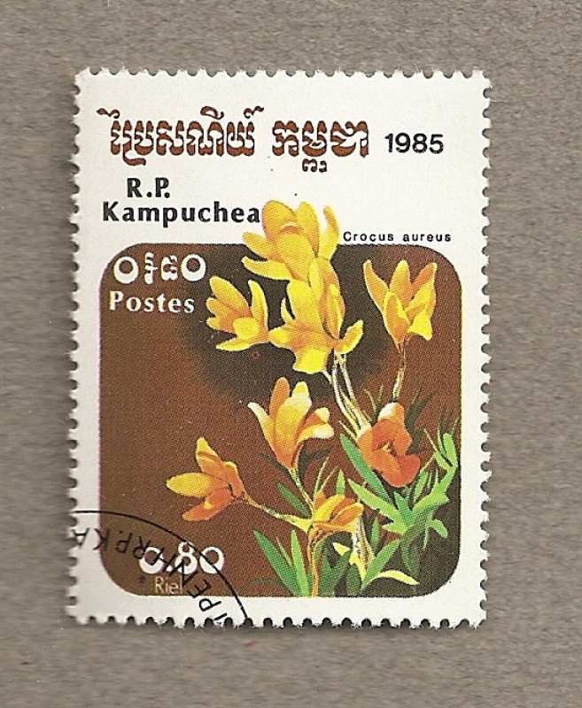 Crocus aureus